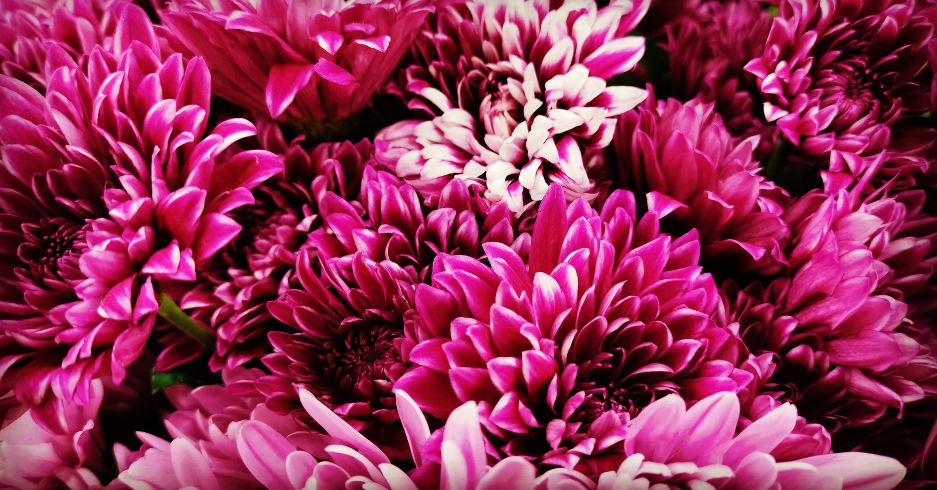 chrysanthemum flowers