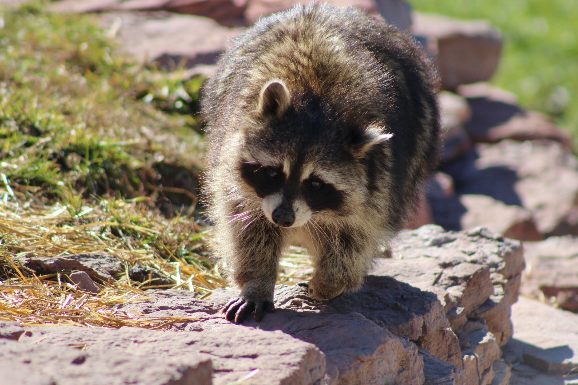 close up shot of a raccoon